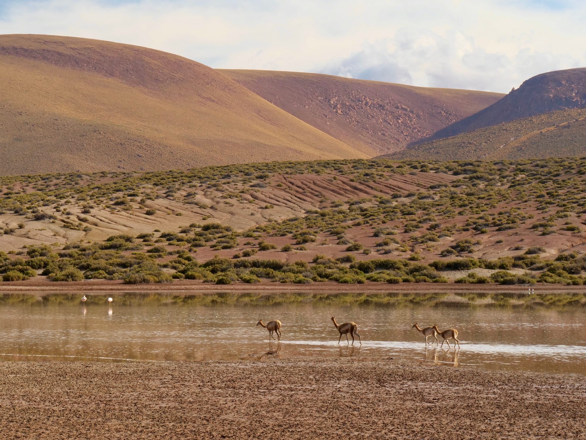 Rain in Atacama Desert